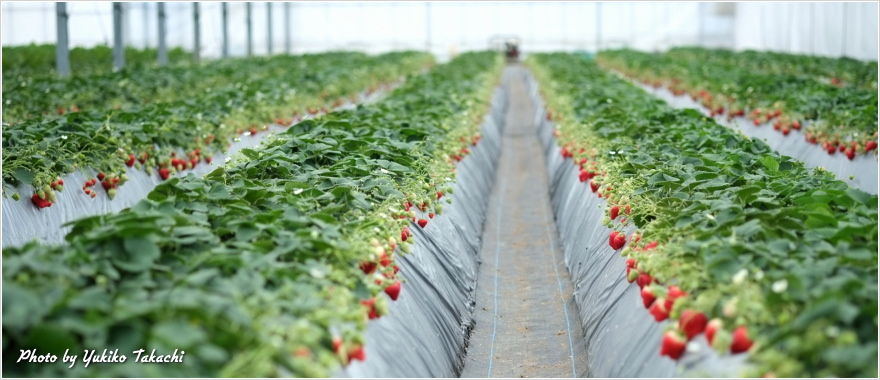 Green house of Kawatsura Strawberry Farm