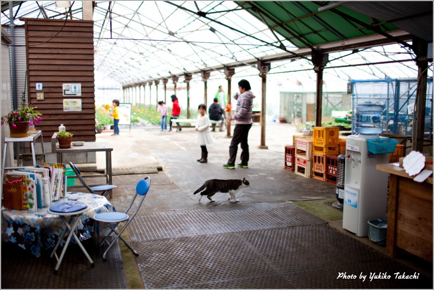 Green house of Kawatsura Strawberry Farm