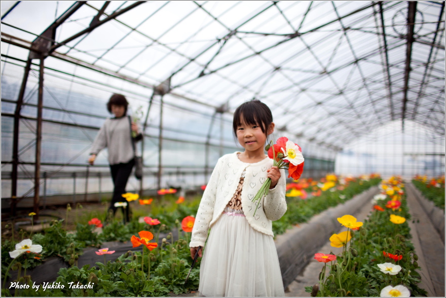 Green house of Kawatsura Strawberry Farm
