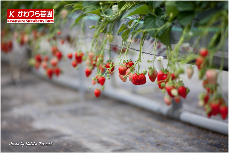 Green house of Kawatsura Strawberry Farm