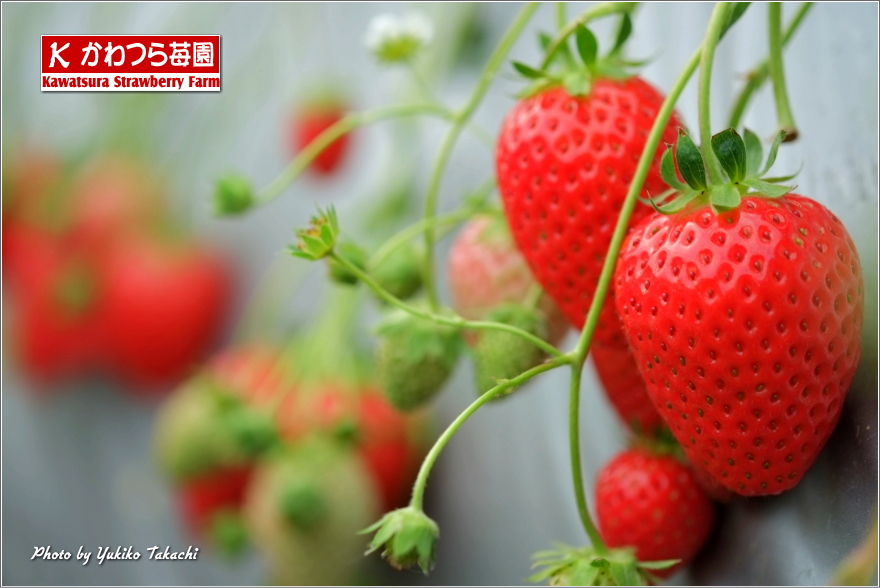 Green house of Kawatsura Strawberry Farm